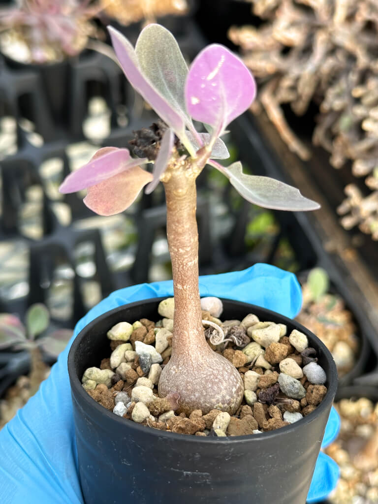 【園主おまかせ・入門株】オトンナ・トリプリネルビア