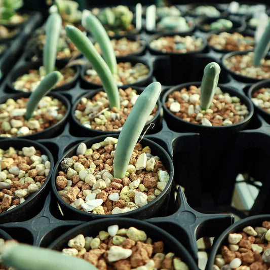 【園主おまかせ・入門株】 オーニソガラム・ユニフォリアツム Ornithogalum unifoliatum