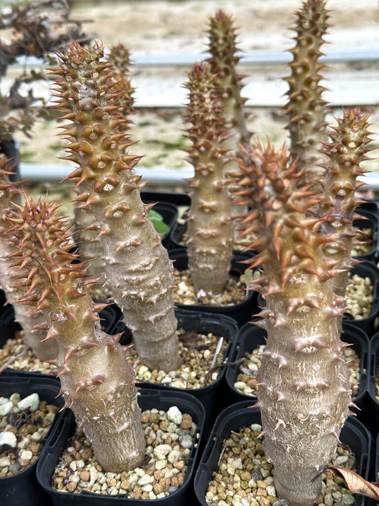 【園主おまかせ・入門株】パキポディウム・バロニー