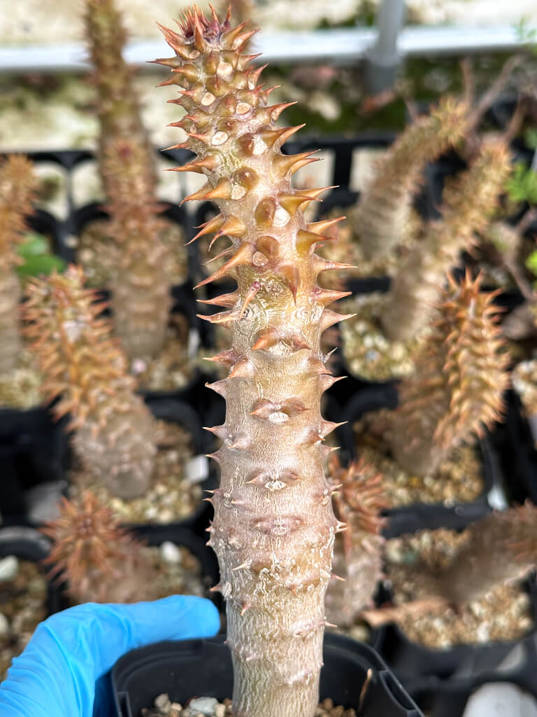 【園主おまかせ・入門株】パキポディウム・バロニー