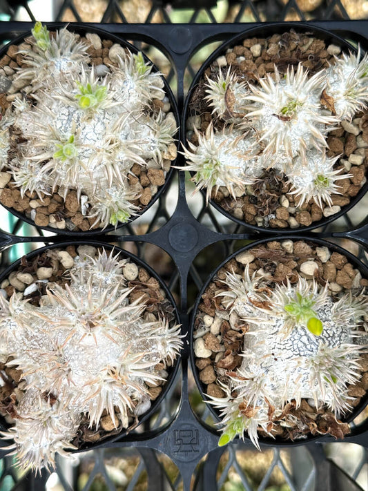 【園主おまかせ・入門株】パキポディウム 恵比寿大黒