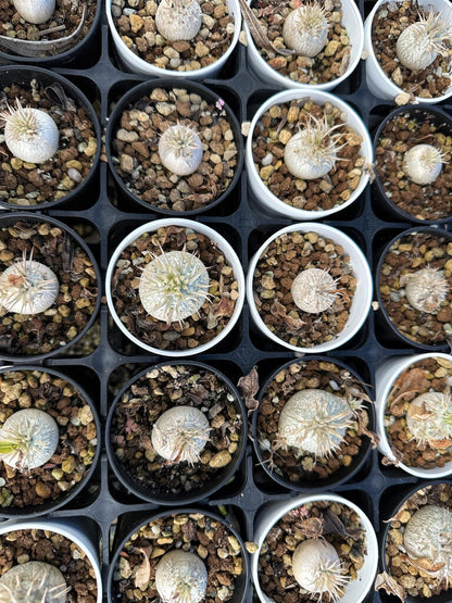 【園主おまかせ・入門株】パキポディウム・エニグマチカム