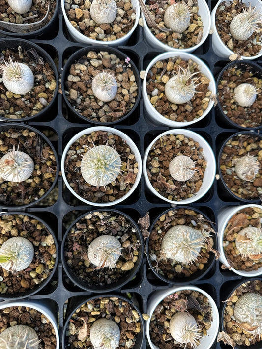 【園主おまかせ・入門株】パキポディウム・エニグマチカム