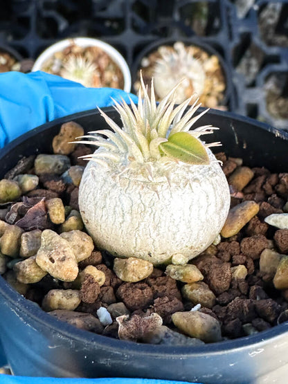 【園主おまかせ・入門株】パキポディウム・エニグマチカム