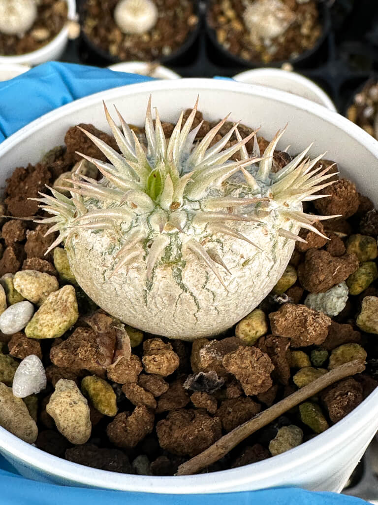 【園主おまかせ・入門株】パキポディウム・エニグマチカム