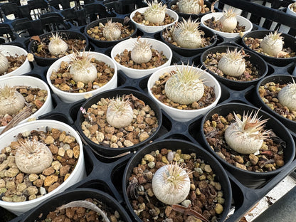 【園主おまかせ・入門株】パキポディウム・エニグマチカム