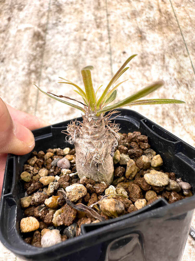 【園主おまかせ・入門株】 パキポディウム・グラキリス Pachypodium gracilius