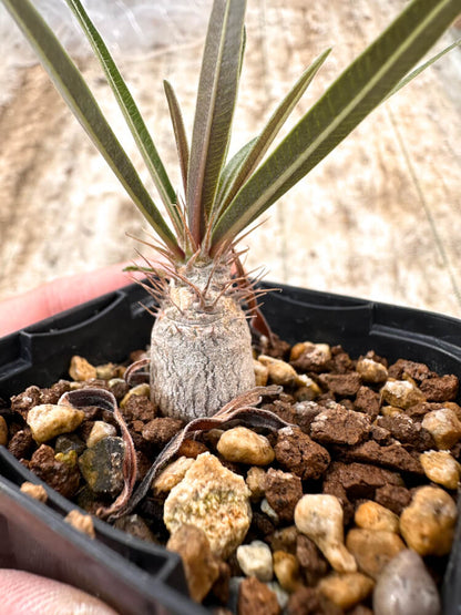 【園主おまかせ・入門株】 パキポディウム・グラキリス Pachypodium gracilius
