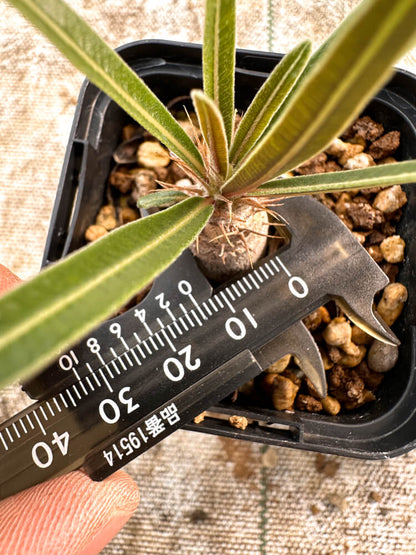 【園主おまかせ・入門株】 パキポディウム・グラキリス Pachypodium gracilius