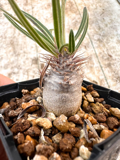 【園主おまかせ・入門株】 パキポディウム・グラキリス Pachypodium gracilius