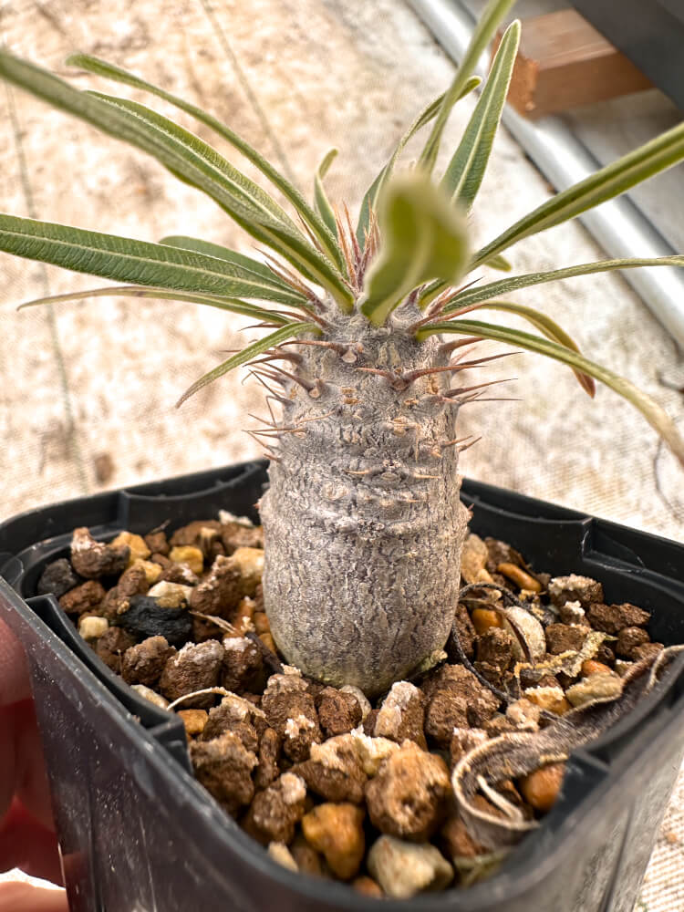 【園主おまかせ・入門株】 パキポディウム・グラキリス Pachypodium gracilius