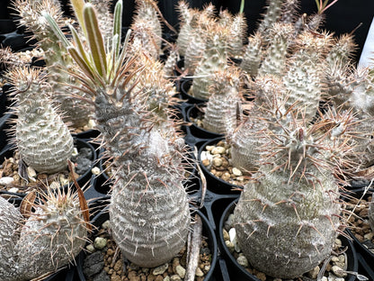 【園主おまかせ・入門株】パキポディウム・グラキリス