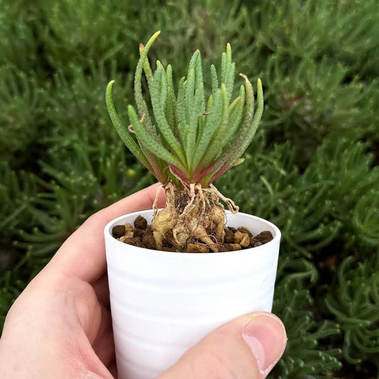 【園主おまかせ・入門株】 フィロボルス・レスルゲンス 小サイズ Phyllobolus resurgens