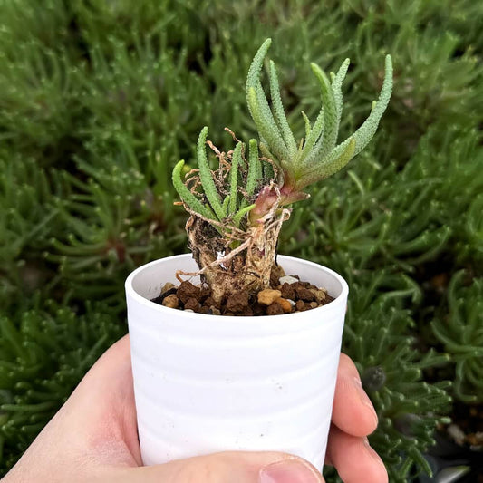 【園主おまかせ・入門株】 フィロボルス・レスルゲンス 小サイズ Phyllobolus resurgens