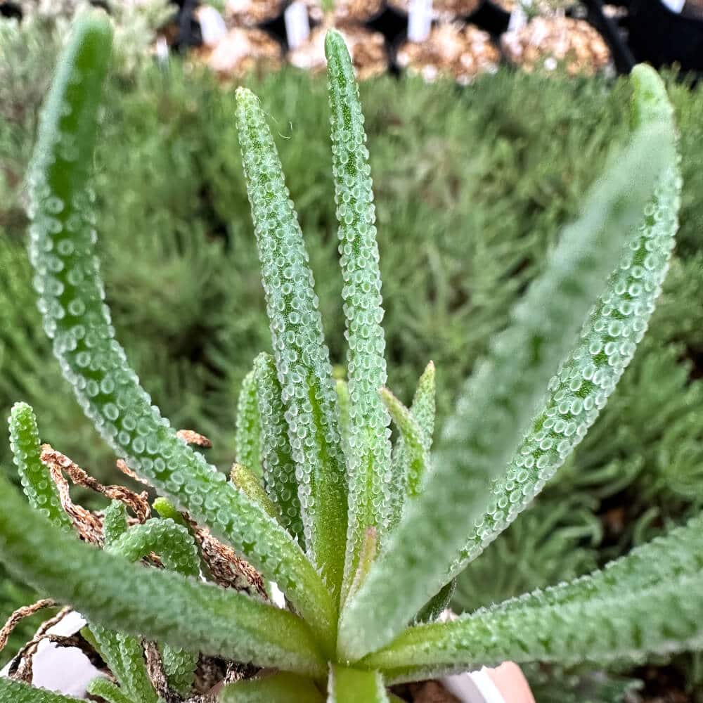 【園主おまかせ・入門株】 フィロボルス・レスルゲンス 小サイズ Phyllobolus resurgens