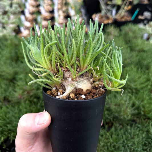 【園主おまかせ・入門株】 フィロボルス・レスルゲンス Phyllobolus resurgens