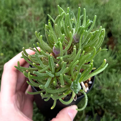 【園主おまかせ・入門株】 フィロボルス・レスルゲンス Phyllobolus resurgens