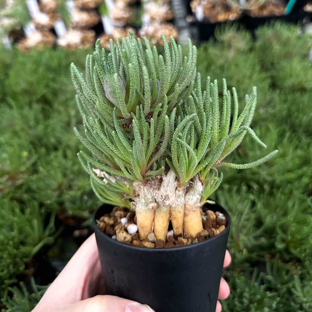 【園主おまかせ・入門株】 フィロボルス・レスルゲンス Phyllobolus resurgens