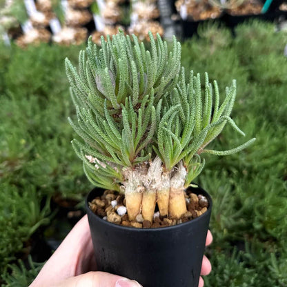 【園主おまかせ・入門株】 フィロボルス・レスルゲンス Phyllobolus resurgens