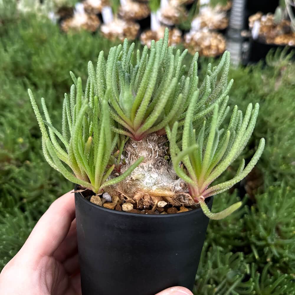 【園主おまかせ・入門株】 フィロボルス・レスルゲンス Phyllobolus resurgens