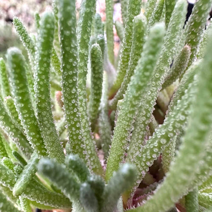 【園主おまかせ・入門株】 フィロボルス・レスルゲンス Phyllobolus resurgens