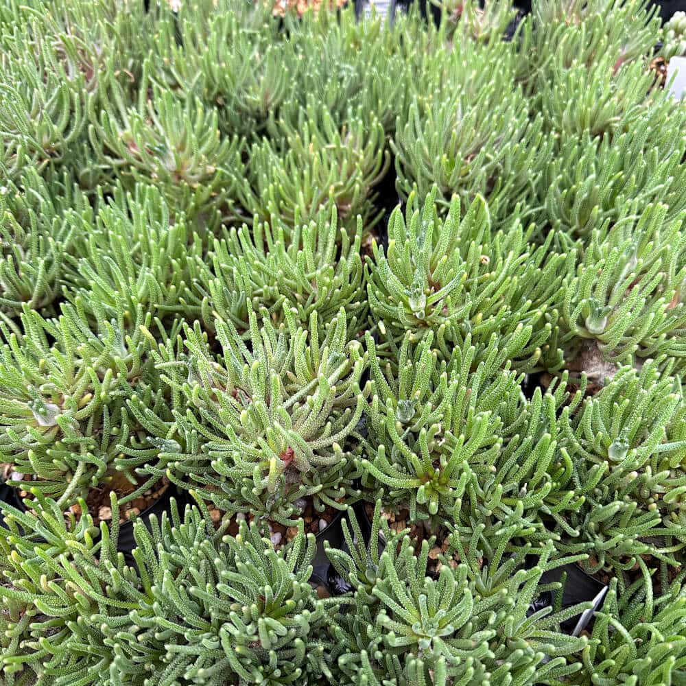 【園主おまかせ・入門株】 フィロボルス・レスルゲンス Phyllobolus resurgens