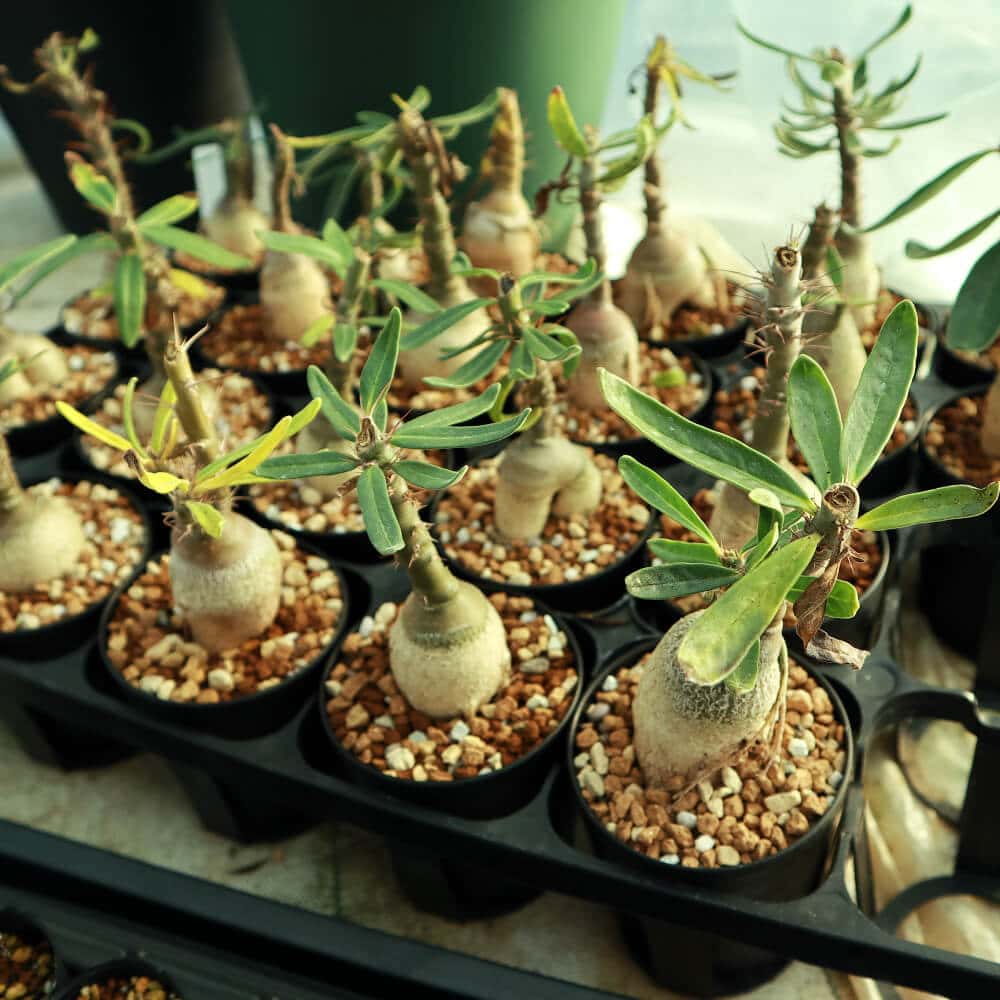 園主おまかせ・入門株】 パキポディウム・サキュレンタム Pachypodium