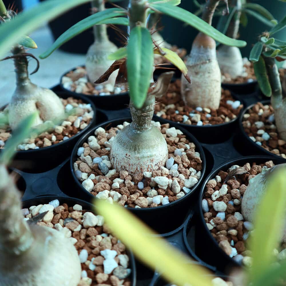 【園主おまかせ・入門株】 パキポディウム・サキュレンタム Pachypodium succulentum