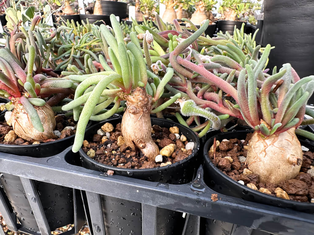 【園主おまかせ・入門株】フィロボルス・テヌイフロルス