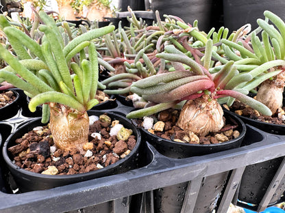 【園主おまかせ・入門株】フィロボルス・テヌイフロルス