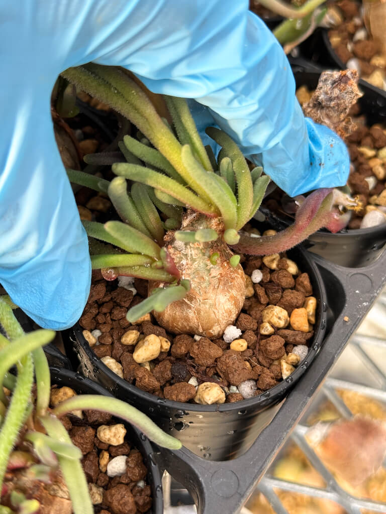 【園主おまかせ・入門株】フィロボルス・テヌイフロルス