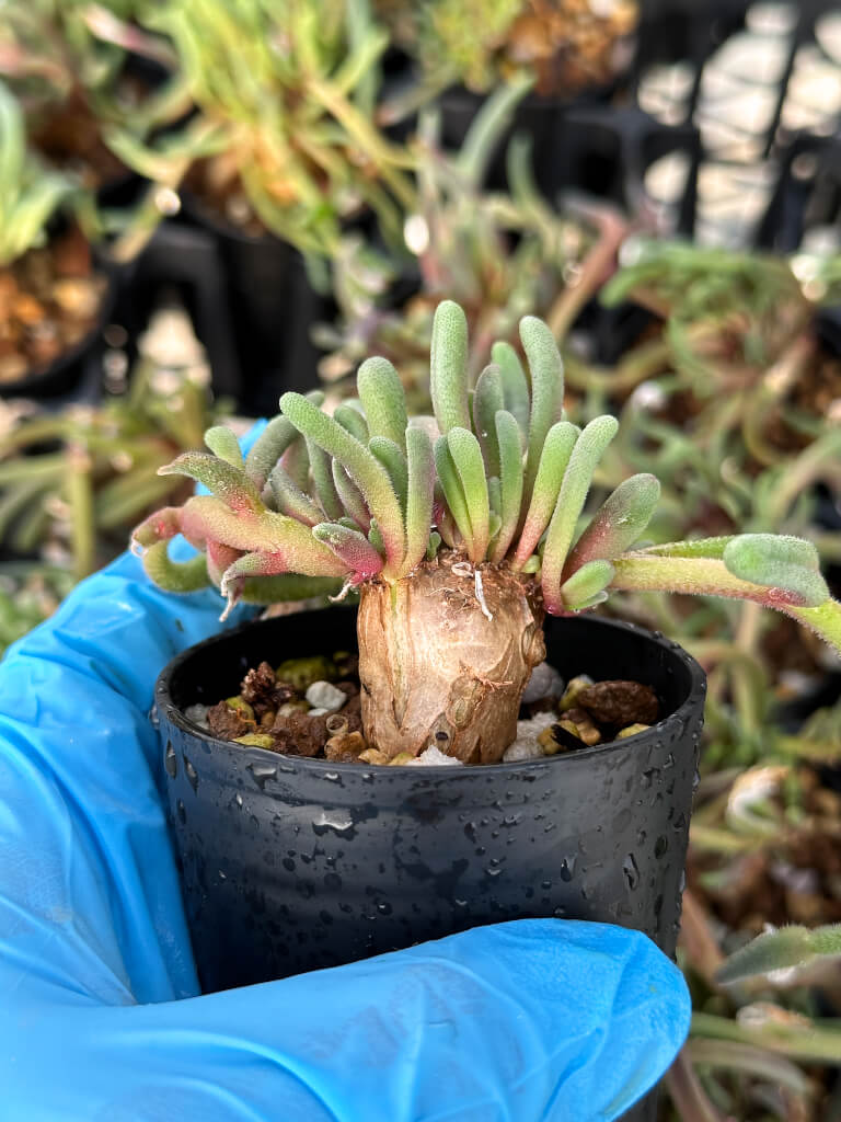 【園主おまかせ・入門株】フィロボルス・テヌイフロルス