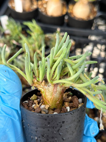 【園主おまかせ・入門株】フィロボルス・テヌイフロルス