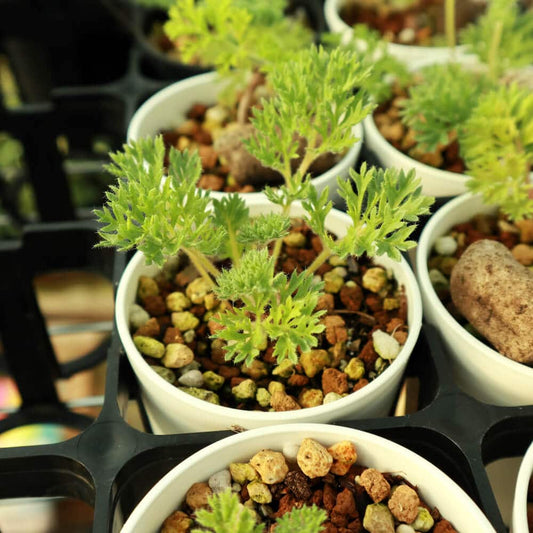 【園主おまかせ・入門株】 ペラルゴニウム・トリステ Pelargonium triste