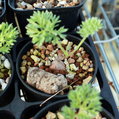 【園主おまかせ・入門株】 ペラルゴニウム・トリステ Pelargonium triste