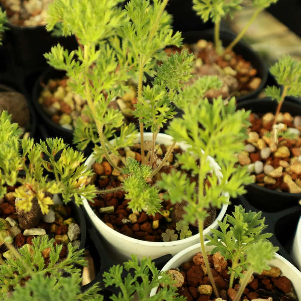 【園主おまかせ・入門株】 ペラルゴニウム・トリステ Pelargonium triste