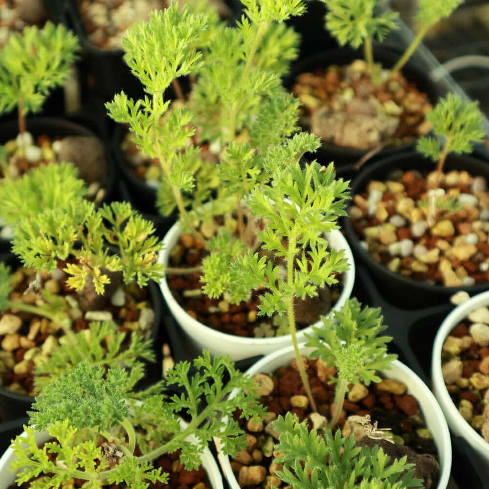 【園主おまかせ・入門株】 ペラルゴニウム・トリステ Pelargonium triste