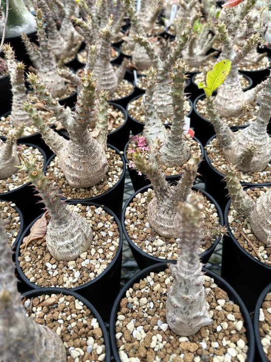 【園主おまかせ・入門株】パキポディウム・ウィンゾリー