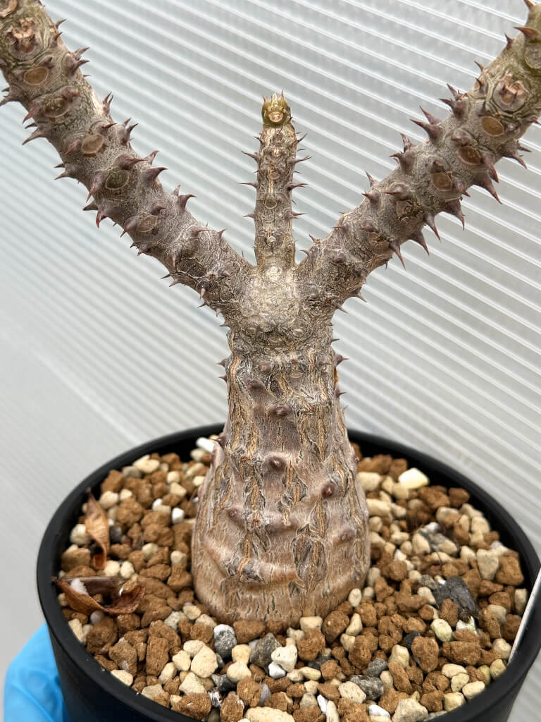 【園主おまかせ・入門株】パキポディウム・ウィンゾリー