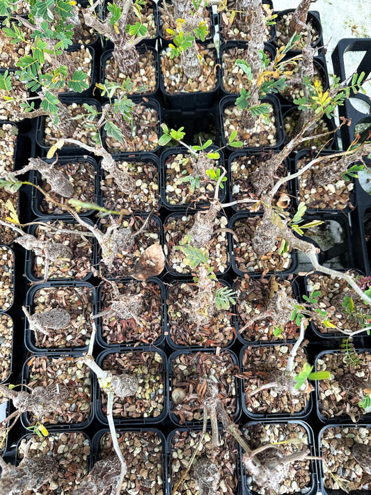 【園主おまかせ・入門株】センナ・メリディオナリス