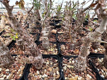 【園主おまかせ・入門株】センナ・メリディオナリス