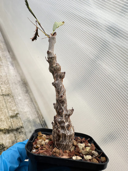 【園主おまかせ・入門株】センナ・メリディオナリス