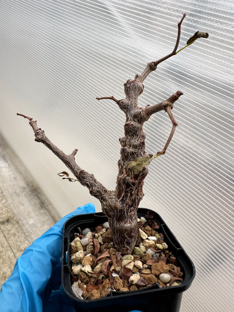 【園主おまかせ・入門株】センナ・メリディオナリス