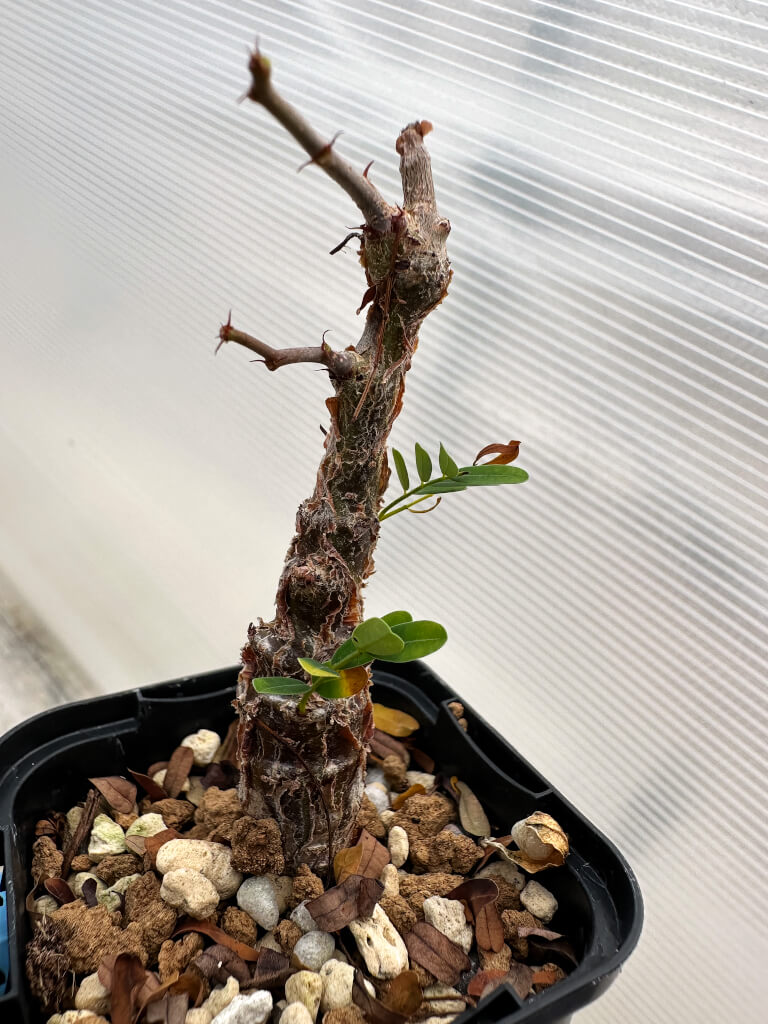 【園主おまかせ・入門株】センナ・メリディオナリス