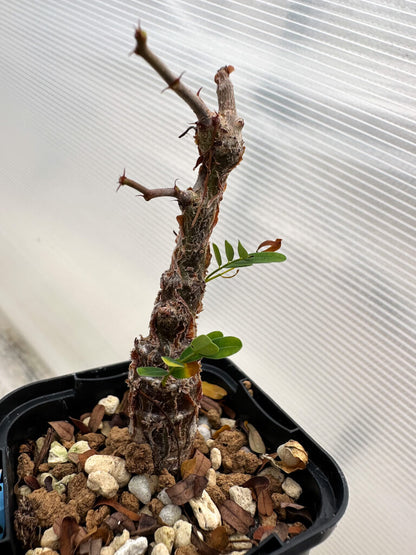 【園主おまかせ・入門株】センナ・メリディオナリス