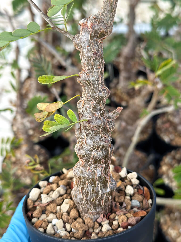 【園主おまかせ・入門株】センナ・メリディオナリス