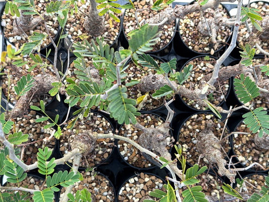 【園主おまかせ・入門株】センナ・メリディオナリス