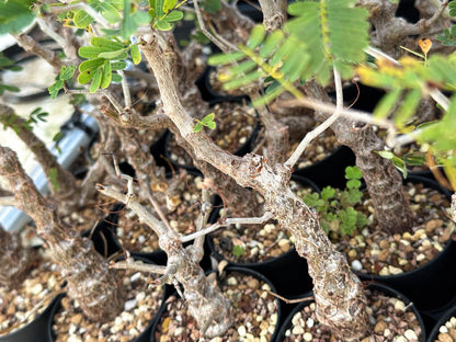 【園主おまかせ・入門株】センナ・メリディオナリス