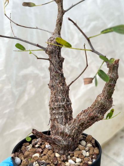 【園主おまかせ・入門株】センナ・メリディオナリス