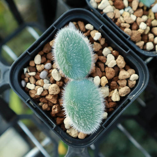 【園主おまかせ・入門株】 ストルマリア・ビローサ Strumaria villosa【現地株】